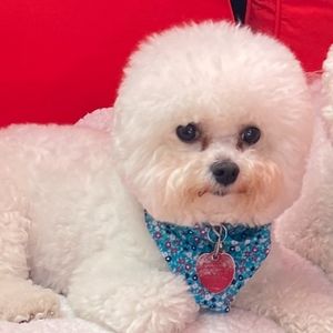 Meet your Posher, Posh